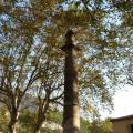 La Colonne de Pétrarque